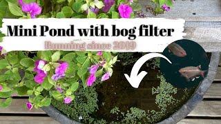 DIY Patio pond with bog filter [upl. by Atiuqcir]