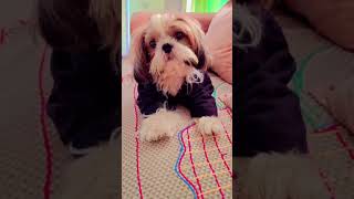 My sukoon❤️ dog love puppy funny [upl. by Thema]