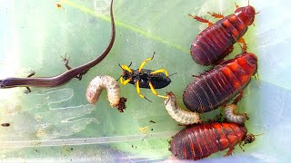 I hunted🇱🇷the beautiful yellowlegged bug and a few other creatures [upl. by Mcgraw]