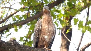 Oriental Honey Buzzard Call [upl. by Ina294]