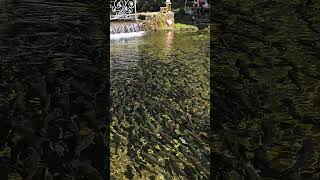 Big Fish Magic in Bosnia’s Plava Voda River bigfish fish fishlover water bluewater travnik [upl. by Mandel]