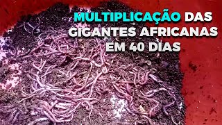 Multiplicação das minhocas gigantes africanas em 40 dias [upl. by Assyram]