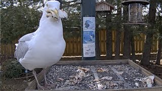 New Cam Species Herring Gull Gobbles Up Treats In First Visit To Ontario Feeders – April 14 2024 [upl. by Olimpia]