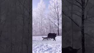 Musk Ox Fights Off Ferocious Wolf Pack Attack in the Arctic Wild AnimalKingdom PredatorVsPrey [upl. by Hussey]