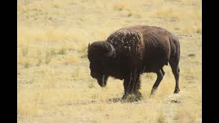 Antelope Island State Park Utah [upl. by Kast371]