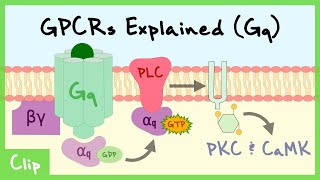 Gq Pathway Of GProteinCoupled Receptors Explained  Clip [upl. by Learsiy]