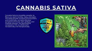 Exploring Cannabis Sativa Origins Traits and Key Differences from Indica [upl. by Rabah]