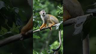 Common Squirrel Monkey Saimiri sciureus in New World Monkey Family  Observed in Description [upl. by Rayner400]