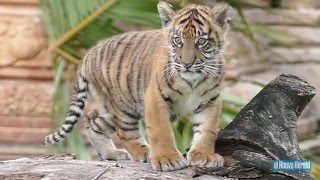 Presentan cachorro de tigre en Zoo Miami [upl. by Haramat]