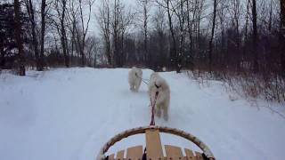 Samoyed Sleddogs Feb 2010 short version [upl. by Skylar]