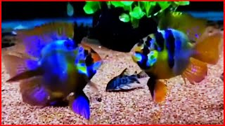 Blue fish in my aquarium [upl. by Brunhild]