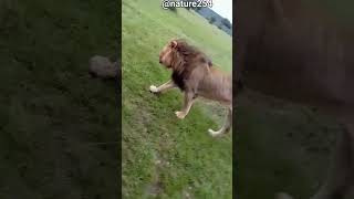 Old male Lion in Maasai mara kenya [upl. by Forester]