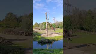 Zoom Erlebniswelt Gelsenkirchen Giraffen 🦒zoo gelsenkirchen animals giraffe [upl. by Nyret412]