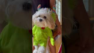 Halloween costumes for DOGS halloween dog green monster [upl. by Storfer435]