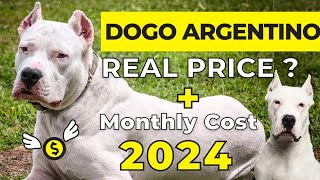 Dogo Argentino Dog Price In India 2024  Price of Dogo Argentino and Monthly Expenses [upl. by Nerral]