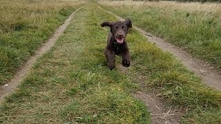 Hugo  4 Month Old Cocker Spaniel Puppy  2 Weeks Residential Dog Training [upl. by Fabrin433]