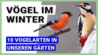 Vögel im Winter Diese 10 Vogelarten überwintern in unseren Gärten [upl. by Chong431]