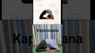 Kapotasana is strengthens the inner thigh and glutes opens the hips and chest [upl. by Pearla]