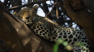 5 Ways Big Cats Are Just Like Small Cats  Planet Earth III  BBC Earth [upl. by Past]