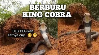 NGERI BERBURU ULAR KING COBRA di hutan  KING COBRA snake [upl. by Adamik]