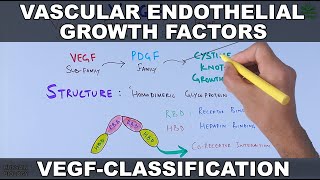 Vascular Endothelial Growth Factor  VEGF  Classification and functions [upl. by Langbehn]