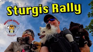 Dogs on Motorcycles at the Sturgis Motorcycle Rally sturgisrally motordogz pomeranian [upl. by Abla]