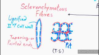 Sclerenchyma  Sclerenchymatous Fibres amp Sclereids  Simple Permanent Tissue  Plant Tissues [upl. by Gloriana]