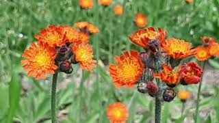 Orange Hawkweed aka Indian Paint Brush Upstate NY June 2024 [upl. by Noek]