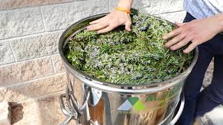 Distillation of Rosemary essential oil  distiller plus [upl. by Halilad]