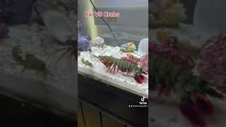 MANTIS SHRIMP VS CRABS [upl. by Ryder863]