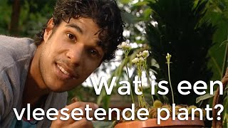 Wat is een vleesetende plant  Vragen van Kinderen [upl. by Douglass]