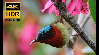 ForkTailed Sunbird  4K HDR 60FPS [upl. by Helena]