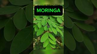 Les Bienfaits Du Moringa [upl. by Sivrahc98]