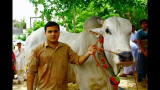 sibbi bull loading and unloading bakraeid bakraeidspecial vlog bull [upl. by Dru]