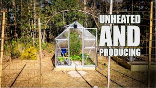 The Unheated Greenhouse produces in winter [upl. by Herold]