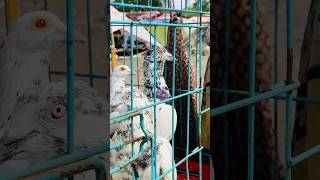 pet market petsvlog fish minivlog cathen dog pigeon parrot goat pets pet rooster [upl. by Haroppizt]