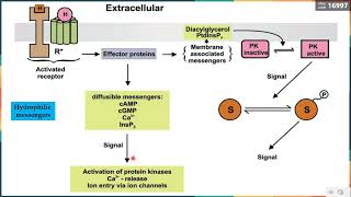 Leçon 11 Outils de la signalisation Intracellulaire 4  2nd Messagers [upl. by Neenahs347]