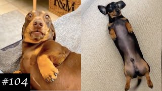 Dachshund Compilation  Funny And Cute Videos [upl. by Vandervelde]