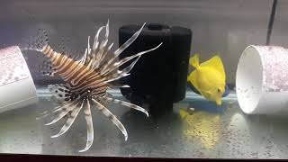 Volitan Lionfish Weekly Feeding Routine [upl. by Maleki]