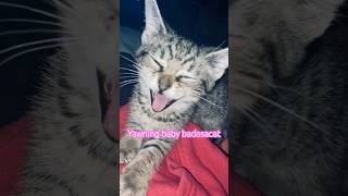 Sleepy asacat 😴catshorts trending shortscats cat catvideos catvideo cats catlover kitten [upl. by Idette]