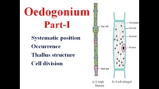 Oedogonium Part I Thallus Cell division [upl. by Aekim439]