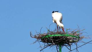 White Stork Building the Nest in Dobrogea [upl. by Goldsworthy]