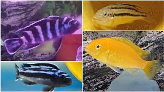 most peaceful and most aggressive malawi cichlids  peaceful mbunas and mbuna cichlids to avoid [upl. by Notnirb614]