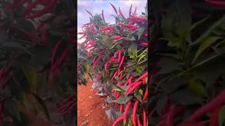 Wow Beautiful Chili Farm  Perkebunan Cabai chilifarming [upl. by Dickson]