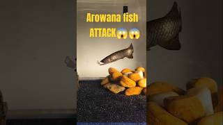 Feeding arowana fish 🐟 feeding arowana shorts fish shortvideo [upl. by Limaa]