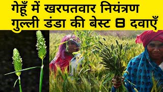 गेहूं में खरपतवार नाशक दवा  Wheat herbicide  मंडूसी  Mandusi  gehusha  Phalaris minor  Weed [upl. by Eitten376]