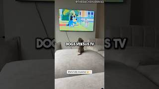 Top 3 Dogs Vs Tv 🐕📺shorts funnydogs dogshorts cutedog doglover dog dogs fail funnyanimals [upl. by Chauncey744]