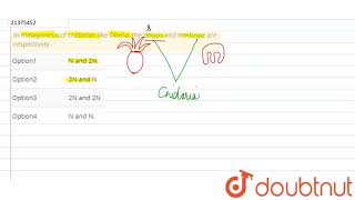 In metagenesis of cnidarian like Obelia the polyps and medusae are respectively [upl. by Milt]