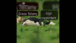 Grass tetanyHypomagnesia sign  treatment in cattle [upl. by Alodee185]