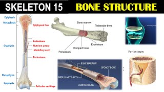 Skeleton 15  Structure of Bone  Epiphysis  Diaphysis  Metaphysis  Endosteum  Periosteum [upl. by Arhoz867]